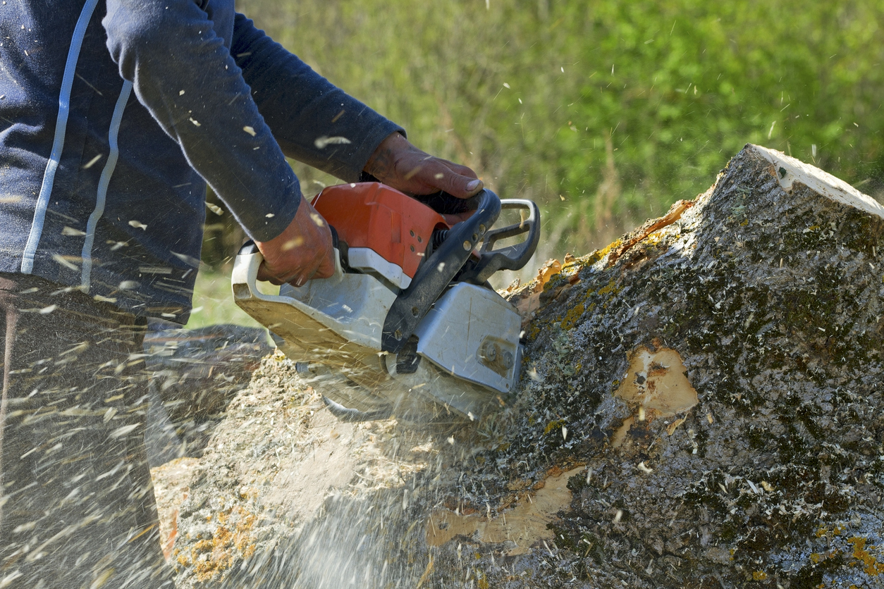 Man cuts a fallen tree, dangerous work.
